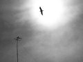 Flying-1